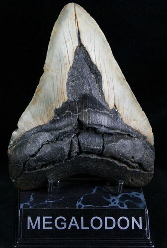 Massive Megalodon Tooth #7271